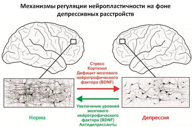 Ииссиидиологический взгляд на патофизиологию и терапию депрессии