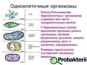 Ответьте "да" или "нет": 1) шарообразные бактерии называются вибрионами. 2) туберкулез вызывается бациллами. 3) бактериальная клетка содержит единственную молекулу днк, которая имеет кольцевую форму. 4) хламидомонада-многоклеточная зеленая водоросль. 5)хл