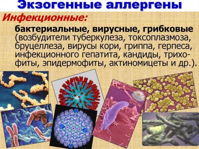 Болезнетворные бактерии — паразиты человека. где живут? какие вызывают болезни?