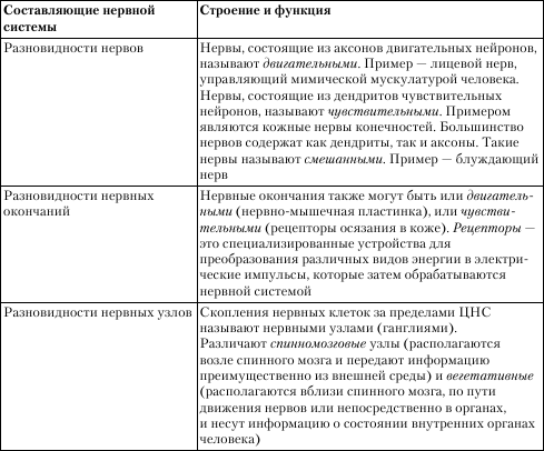 Периферическая нервная система