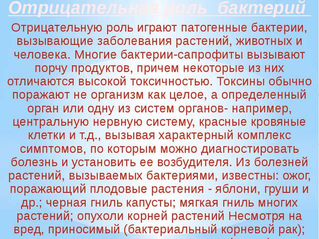 Представители царства бактерий – мельчайшие живые организмы