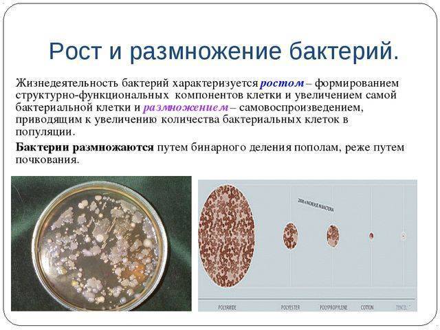 Бактерии: питание, дыхание, ферменты и пигменты. фото