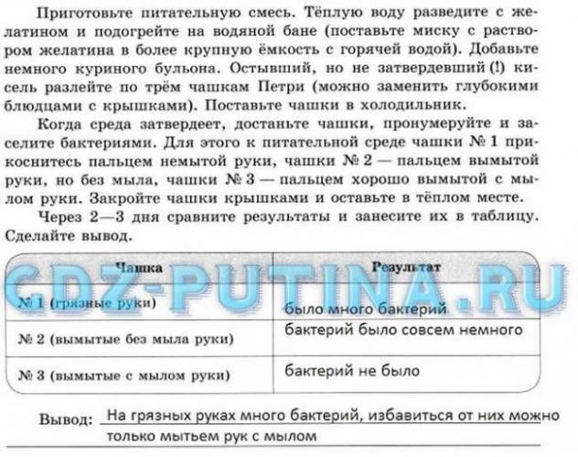 Полезные бактерии. роль и значение бактерий в жизни человека. фото
