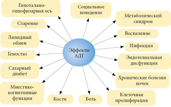 Антидиуретический гормон — википедия. что такое антидиуретический гормон