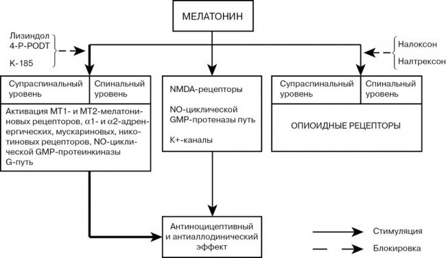 Мелатонин — википедия
