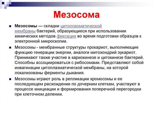 Каково строение бактериальных клеток, или все ли так просто, как кажется