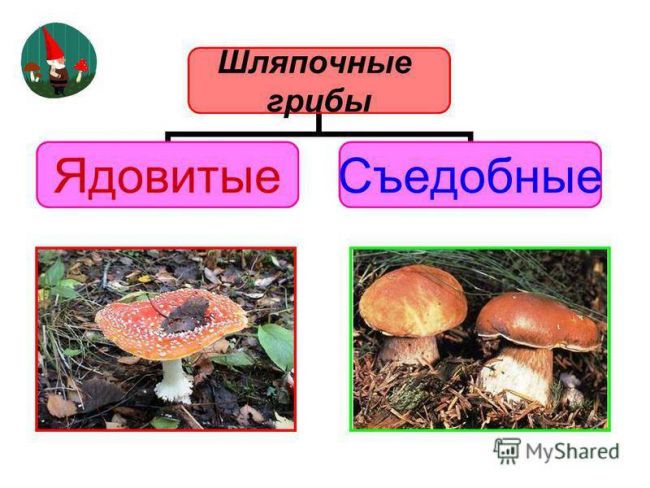 Презентация по окружающему миру на тему " царство живой природы. бактерии" ( 2 класс)