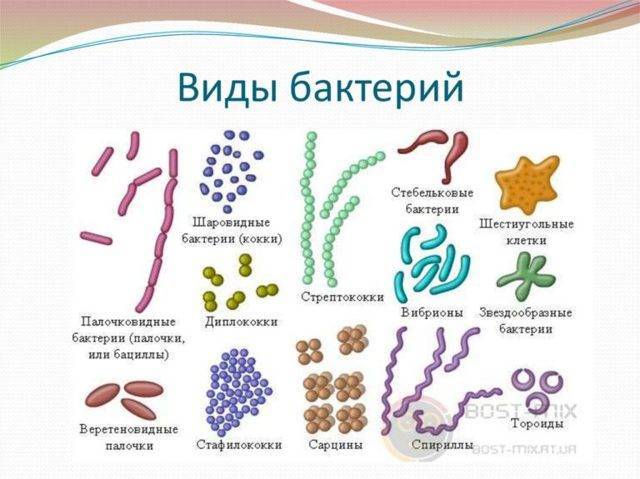 Палочка коха: свойства, заражение, течение инфекции, диагностика, терапия