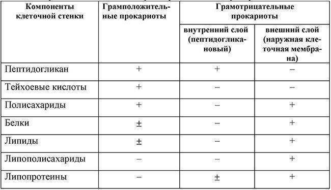 Одиночные округлые бактерии, или микрококки