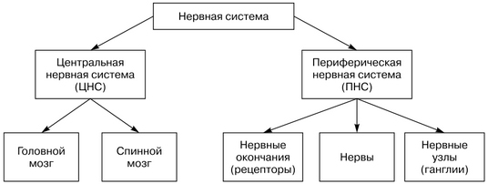 Периферическая нервная система: виды заболеваний, описание
