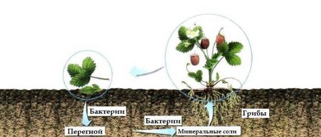 Особенности хемосинтеза бактерий
