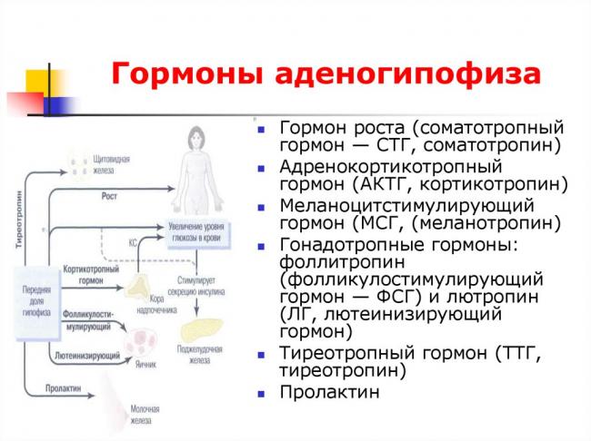 Адренокортикотропный гормон (актг) в крови: анализы, норма, отклонения
