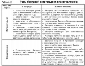 Роль бактерий в природе и жизни человека