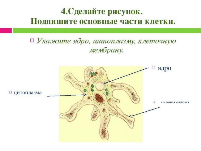 Чем и как отличаются бактерии от простейших