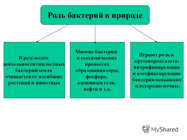 Какую роль играют бактерии в нашей жизни и всегда ли она положительная