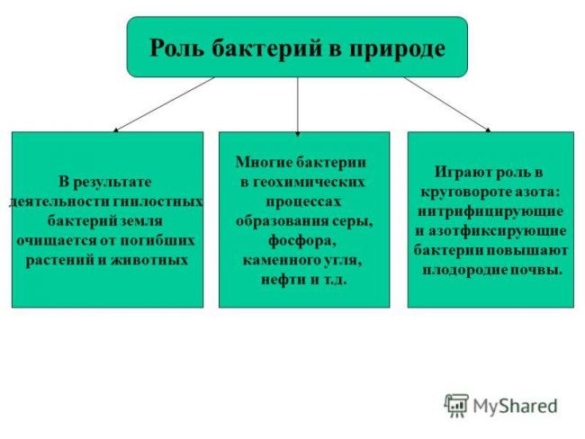 Чем и как отличаются бактерии от простейших