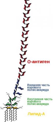 Рибосомы строение и функции, какую функцию выполняют, где образуются рибосомы, что входит в химический состав, роль рибосом в синтезе белка