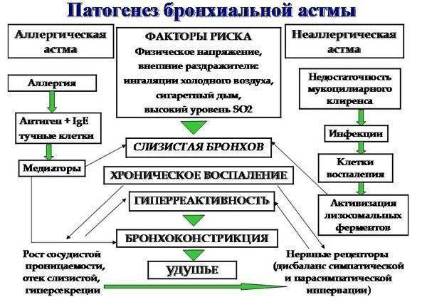 Как начинается астма у взрослых первые симптомы
