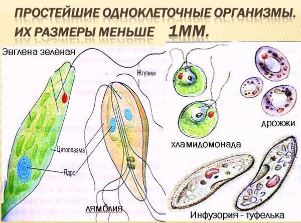 Обитатели невидимого мира: вирусы, бактерии, простейшие. кто они – друзья или враги для человека?