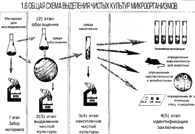 Особенности и принципы выделения чистых культур бактерий