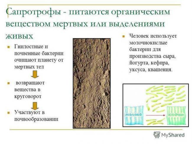 Закваска для йогурта - где купить. лучшие закваски и рецепты приготовления йогуртов в домашних условиях с фото