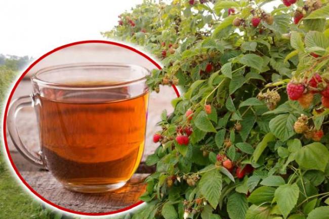 Ветки малины от кашля