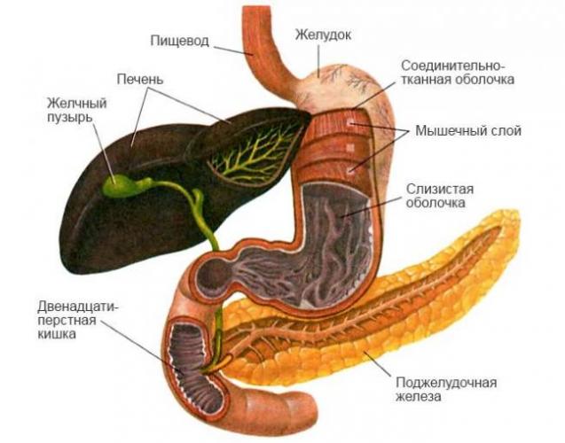 Желчь выделяется клетками