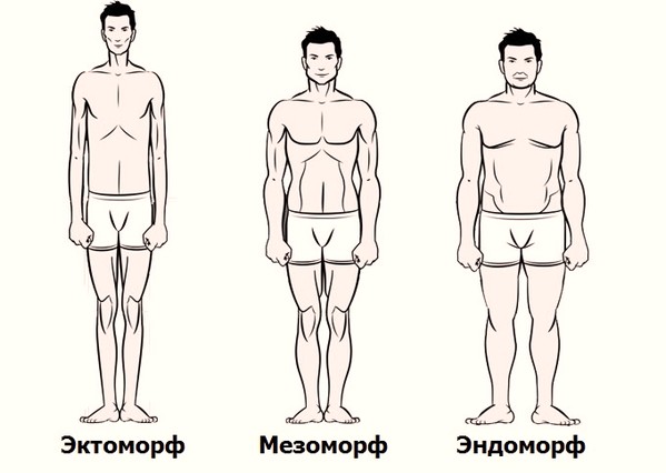 Спортивное питание для эндоморфа для похудения. питание эндоморфа — рацион, продукты и примерное меню