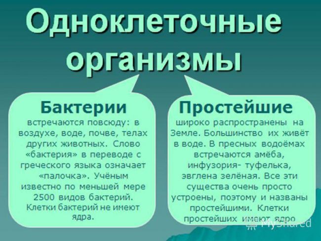 Презентация по окружающему миру на тему " царство живой природы. бактерии" ( 2 класс)