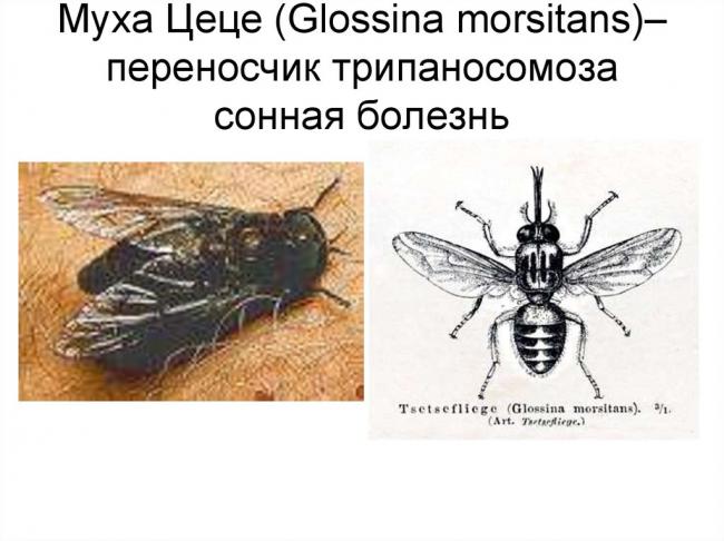 Сонную болезнь вызывают. сонная болезнь – симптомы и лечение, фото и видео