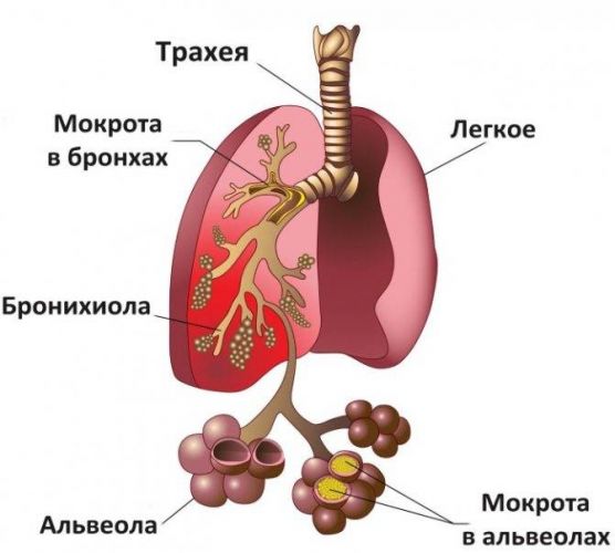 Лекарство от кашля после лазолвана