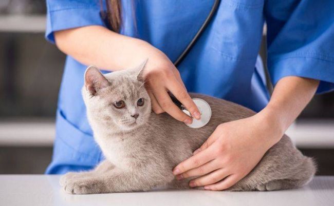 Цистофан для кошек инструкция по применению