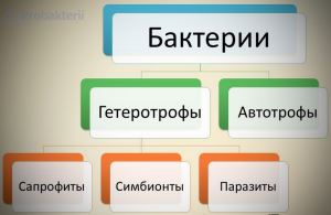 Лекция по теме морфология микроорганизмов