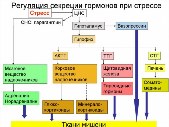Кортикостероиды
