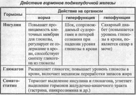 Гормон глюкагон: функции и механизм действия, где вырабатывается
