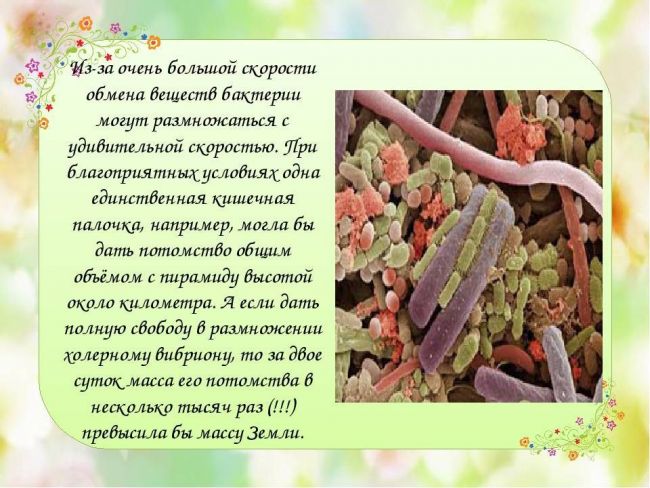 Роль в биосфере живых организмов царства бактерий