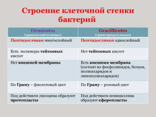 Грам-положительные бактерии википедия
