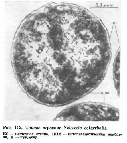 Грамположительные бактерии - gram-positive bacteria - qwe.wiki