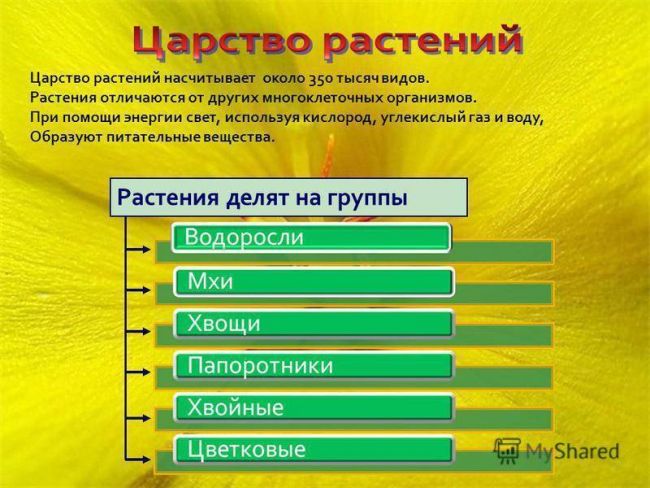 Презентация по окружающему миру на тему " царство живой природы. бактерии" ( 2 класс)