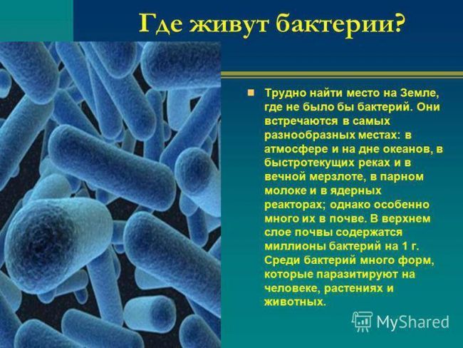 Сколько микробов на земле