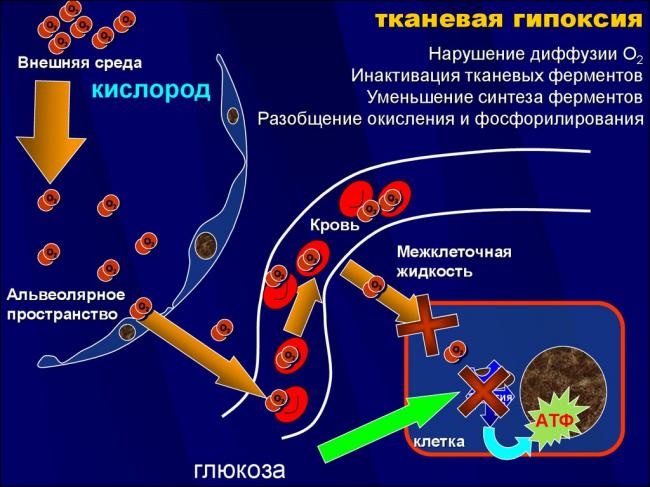 Кортексин: инструкция по применению у детей и взрослых, как разводить новокаином, отзывы