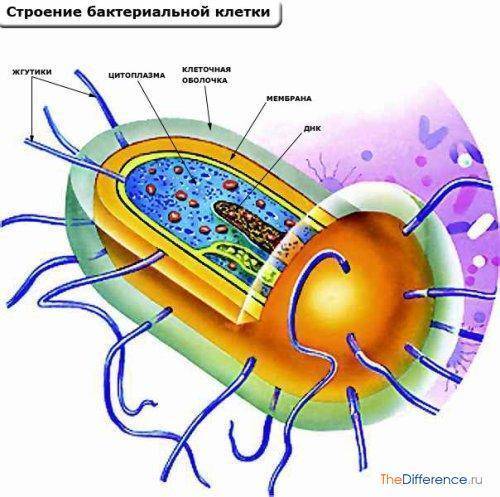 Чем бактерии отличаются от простейших