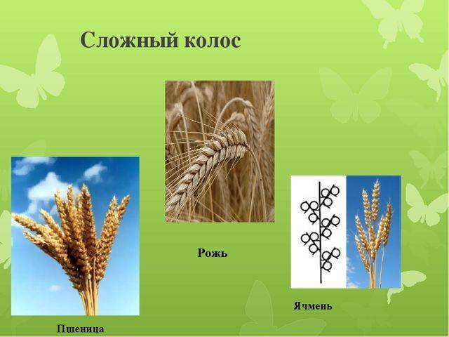 Кто правит миром – мы или бактерии?