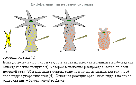 Периферическая нервная система кратко
