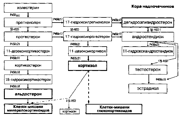 Гормон кортизон