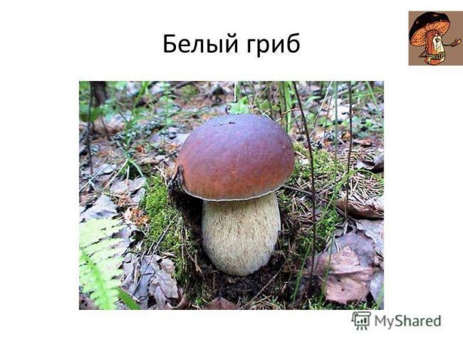 Презентация по окружающему миру на тему " царство живой природы. бактерии" ( 2 класс)