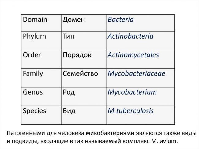Возбудитель туберкулеза