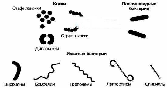 Биология в лицее
