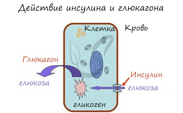 Гормоны поджелудочной железы и их функции в организме