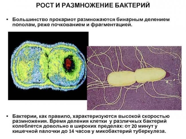 Рост и размножение бактерий